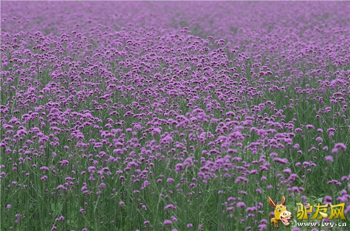 ޹�²� (7)_����.jpg